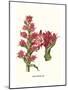 Giant Spear Lily-Louis Van Houtte-Mounted Art Print