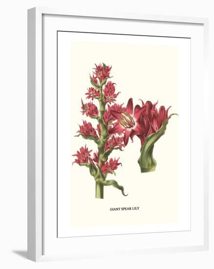 Giant Spear Lily-Louis Van Houtte-Framed Art Print