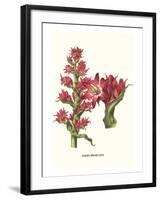 Giant Spear Lily-Louis Van Houtte-Framed Art Print