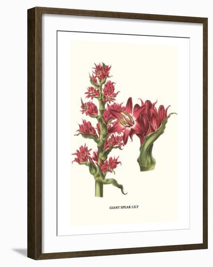 Giant Spear Lily-Louis Van Houtte-Framed Art Print