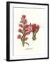 Giant Spear Lily-Louis Van Houtte-Framed Art Print