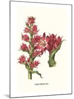 Giant Spear Lily-Louis Van Houtte-Mounted Art Print