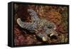 Giant Spined Star with Spiny Brittle Stars-Hal Beral-Framed Stretched Canvas