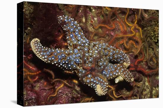 Giant Spined Star with Spiny Brittle Stars-Hal Beral-Stretched Canvas