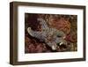 Giant Spined Star with Spiny Brittle Stars-Hal Beral-Framed Photographic Print