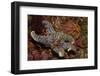 Giant Spined Star with Spiny Brittle Stars-Hal Beral-Framed Photographic Print