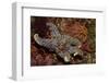 Giant Spined Star with Spiny Brittle Stars-Hal Beral-Framed Photographic Print