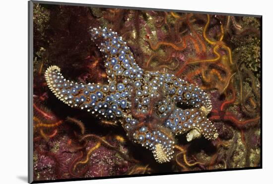 Giant Spined Star with Spiny Brittle Stars-Hal Beral-Mounted Photographic Print