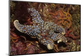 Giant Spined Star with Spiny Brittle Stars-Hal Beral-Mounted Photographic Print