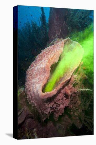 Giant Sponge Showing How it Filters Water with the Use of Dye-Lisa Collins-Stretched Canvas