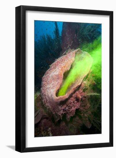 Giant Sponge Showing How it Filters Water with the Use of Dye-Lisa Collins-Framed Photographic Print