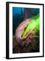 Giant Sponge Showing How it Filters Water with the Use of Dye-Lisa Collins-Framed Photographic Print