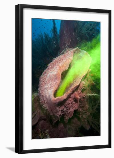 Giant Sponge Showing How it Filters Water with the Use of Dye-Lisa Collins-Framed Photographic Print