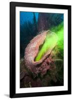 Giant Sponge Showing How it Filters Water with the Use of Dye-Lisa Collins-Framed Photographic Print