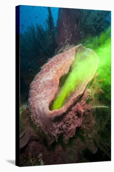 Giant Sponge Showing How it Filters Water with the Use of Dye-Lisa Collins-Stretched Canvas