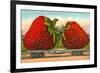 Giant Strawberries on Flatbed-null-Framed Premium Giclee Print