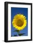 Giant Sunflower in Bloom, Pecatonica, Illinois, USA-Lynn M^ Stone-Framed Photographic Print