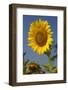 Giant Sunflower in Bloom, Pecatonica, Illinois, USA-Lynn M^ Stone-Framed Photographic Print