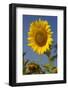 Giant Sunflower in Bloom, Pecatonica, Illinois, USA-Lynn M^ Stone-Framed Photographic Print