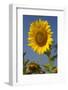 Giant Sunflower in Bloom, Pecatonica, Illinois, USA-Lynn M^ Stone-Framed Photographic Print