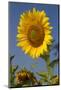 Giant Sunflower in Bloom, Pecatonica, Illinois, USA-Lynn M^ Stone-Mounted Photographic Print