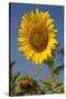 Giant Sunflower in Bloom, Pecatonica, Illinois, USA-Lynn M^ Stone-Stretched Canvas