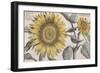 Giant Sunflower,. the Hortus Floridus, Hand-Coloured Plate, c.1614-null-Framed Giclee Print