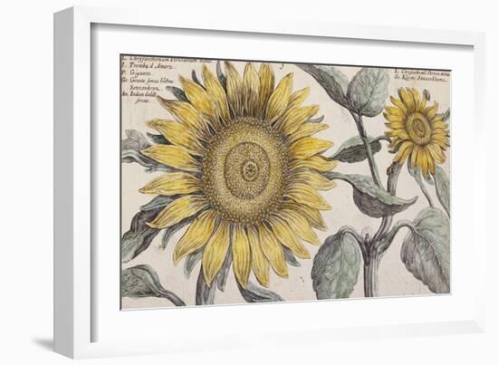 Giant Sunflower,. the Hortus Floridus, Hand-Coloured Plate, c.1614-null-Framed Giclee Print