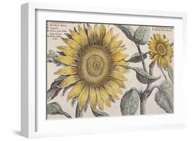 Giant Sunflower,. the Hortus Floridus, Hand-Coloured Plate, c.1614-null-Framed Giclee Print