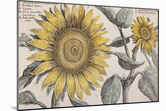 Giant Sunflower,. the Hortus Floridus, Hand-Coloured Plate, c.1614-null-Mounted Giclee Print