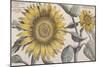 Giant Sunflower,. the Hortus Floridus, Hand-Coloured Plate, c.1614-null-Mounted Giclee Print