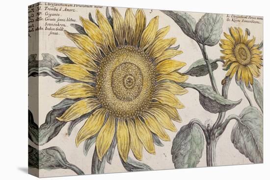 Giant Sunflower,. the Hortus Floridus, Hand-Coloured Plate, c.1614-null-Stretched Canvas