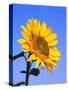 Giant Sunflower-Richard Klune-Stretched Canvas