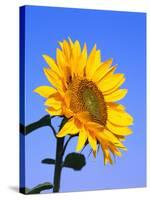 Giant Sunflower-Richard Klune-Stretched Canvas