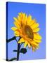 Giant Sunflower-Richard Klune-Stretched Canvas