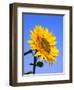 Giant Sunflower-Richard Klune-Framed Photographic Print