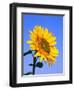 Giant Sunflower-Richard Klune-Framed Photographic Print