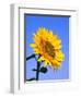 Giant Sunflower-Richard Klune-Framed Photographic Print