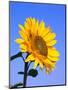 Giant Sunflower-Richard Klune-Mounted Photographic Print