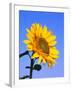 Giant Sunflower-Richard Klune-Framed Photographic Print