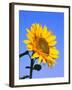 Giant Sunflower-Richard Klune-Framed Photographic Print