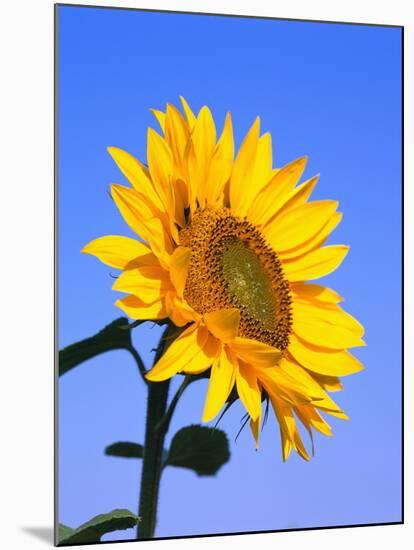 Giant Sunflower-Richard Klune-Mounted Photographic Print