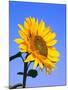 Giant Sunflower-Richard Klune-Mounted Photographic Print