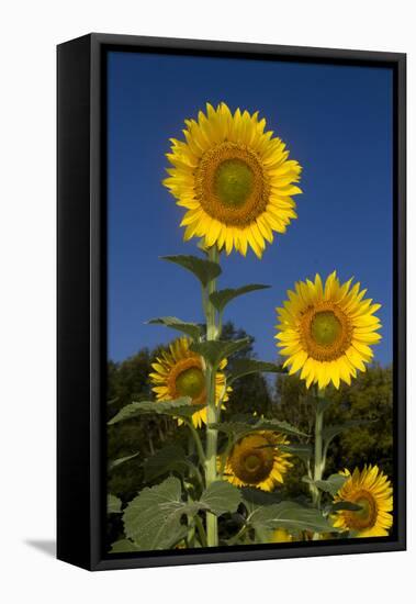 Giant Sunflowers in Bloom, Pecatonica, Illinois, USA-Lynn M^ Stone-Framed Stretched Canvas