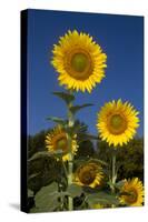 Giant Sunflowers in Bloom, Pecatonica, Illinois, USA-Lynn M^ Stone-Stretched Canvas
