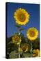 Giant Sunflowers in Bloom, Pecatonica, Illinois, USA-Lynn M^ Stone-Stretched Canvas