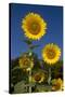 Giant Sunflowers in Bloom, Pecatonica, Illinois, USA-Lynn M^ Stone-Stretched Canvas