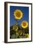 Giant Sunflowers in Bloom, Pecatonica, Illinois, USA-Lynn M^ Stone-Framed Premium Photographic Print