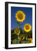 Giant Sunflowers in Bloom, Pecatonica, Illinois, USA-Lynn M^ Stone-Framed Premium Photographic Print