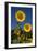 Giant Sunflowers in Bloom, Pecatonica, Illinois, USA-Lynn M^ Stone-Framed Premium Photographic Print